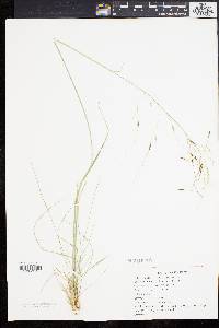 Stipa avenacea image