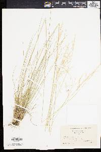 Stipa avenacea image