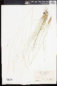 Stipa avenacea image