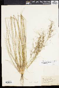 Stipa avenacea image