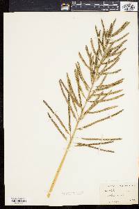 Spartina cynosuroides image