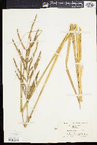 Spartina cynosuroides image