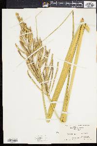 Spartina cynosuroides image