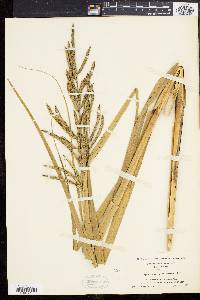 Spartina cynosuroides image