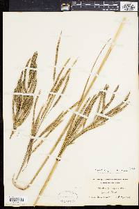 Spartina cynosuroides image