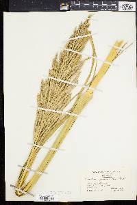 Spartina cynosuroides image