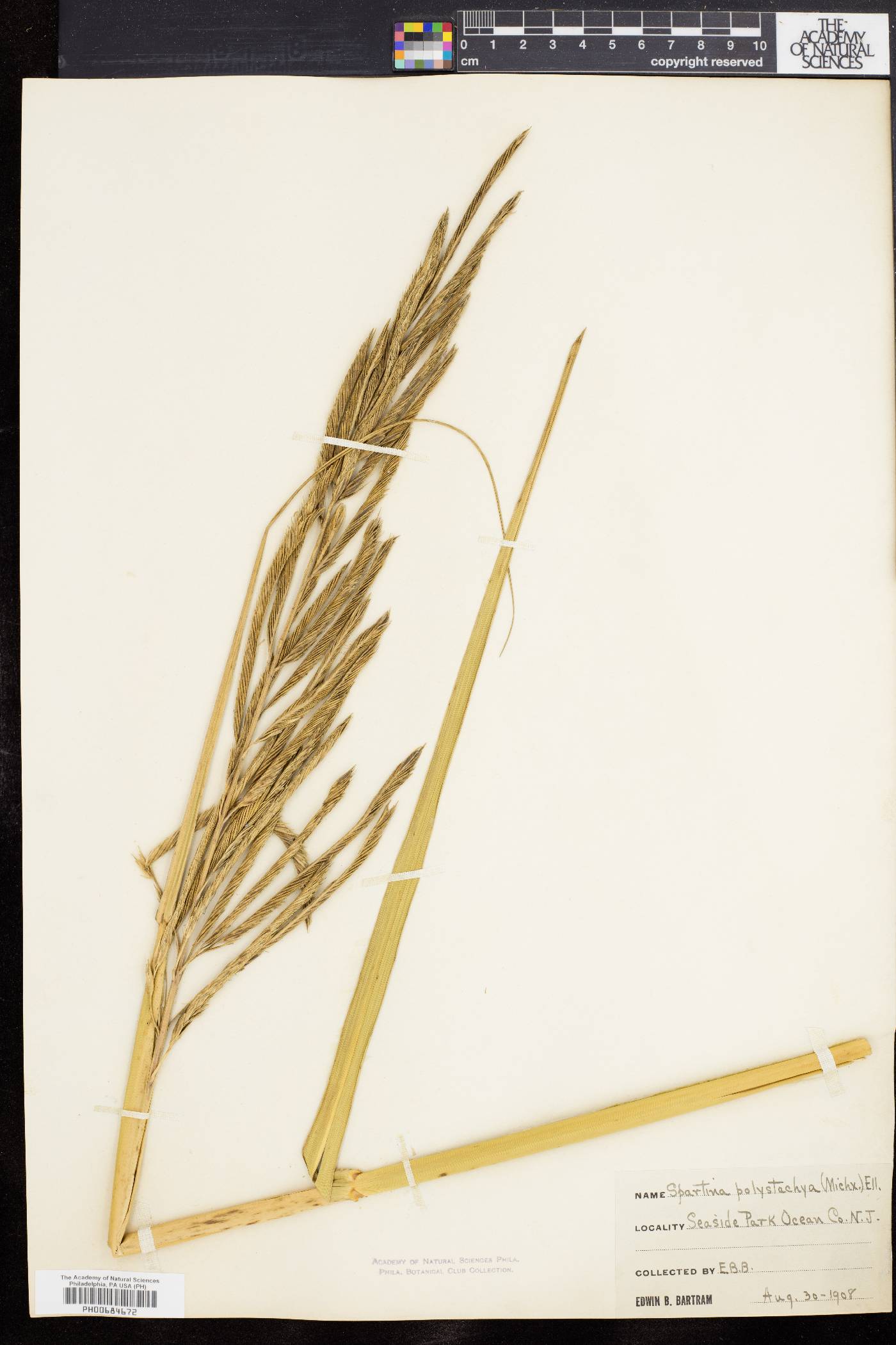 Spartina cynosuroides image