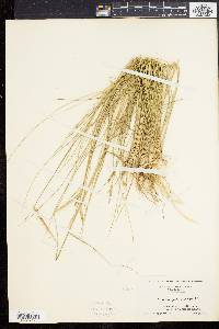 Spartina patens image