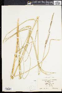 Spartina patens image