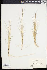 Spartina patens image