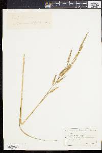 Spartina patens image