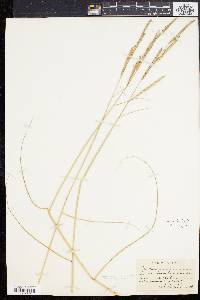 Spartina patens image