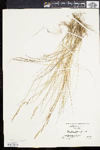 Spartina patens image