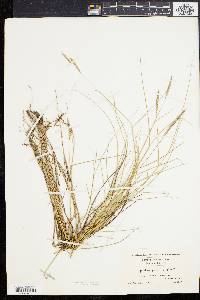 Spartina patens image