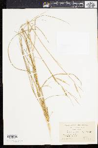 Spartina patens image