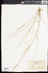 Spartina patens image