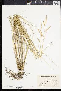 Spartina patens image