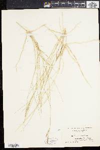 Spartina patens image