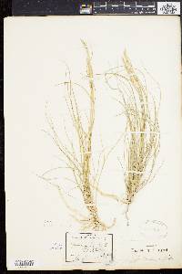 Spartina patens image