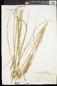 Spartina patens image