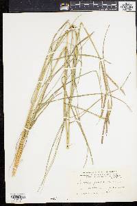 Spartina patens image