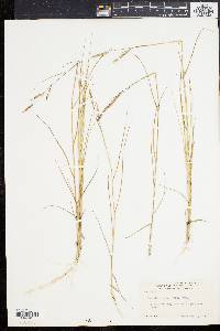 Spartina patens image