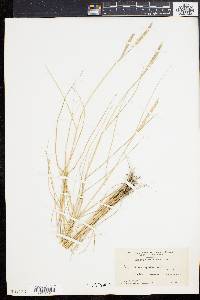 Spartina patens image