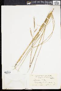 Spartina patens image