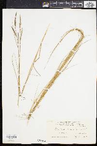 Spartina patens image