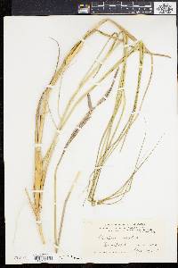 Spartina patens image