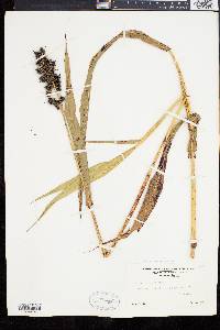 Sorghum bicolor subsp. bicolor image