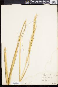 Spartina alterniflora image