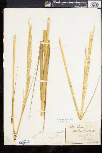 Spartina alterniflora image