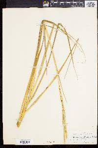 Spartina alterniflora image