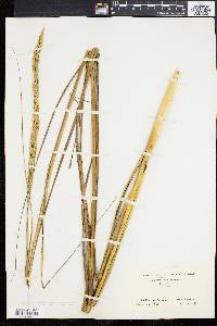 Spartina alterniflora image