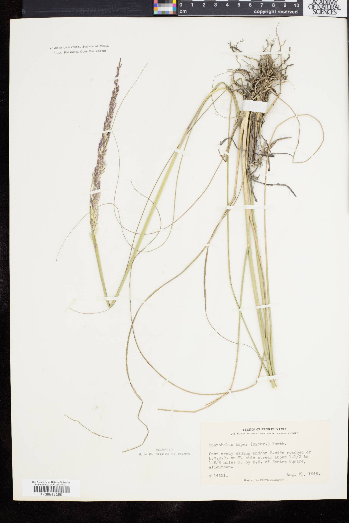 Sporobolus compositus var. compositus image