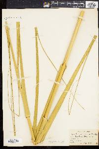 Spartina cynosuroides image