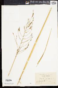 Spartina cynosuroides image