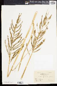 Spartina cynosuroides image