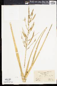 Spartina cynosuroides image