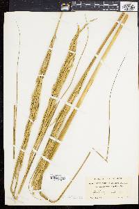 Spartina cynosuroides image