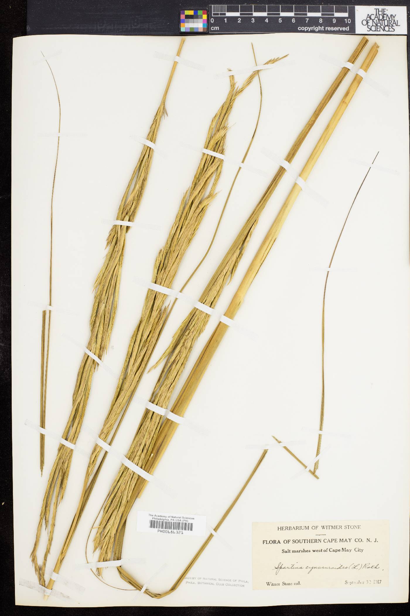 Spartina cynosuroides image