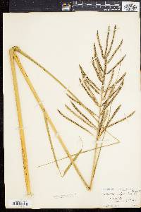 Spartina cynosuroides image