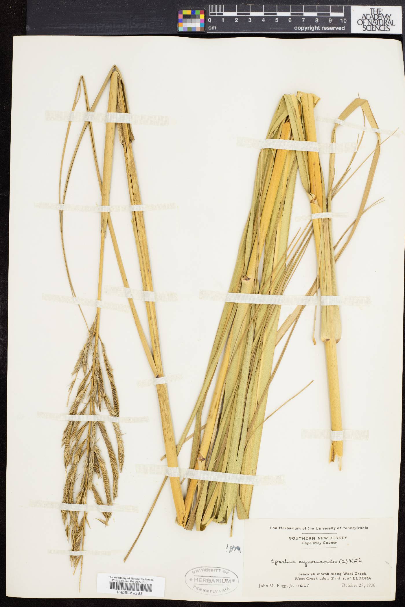 Spartina cynosuroides image