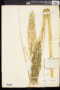 Spartina cynosuroides image