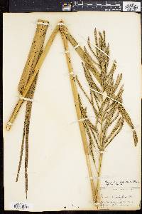 Spartina cynosuroides image