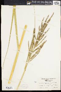 Spartina cynosuroides image