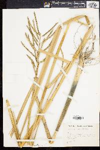 Spartina cynosuroides image