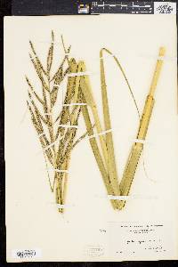 Spartina cynosuroides image