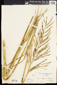 Spartina cynosuroides image